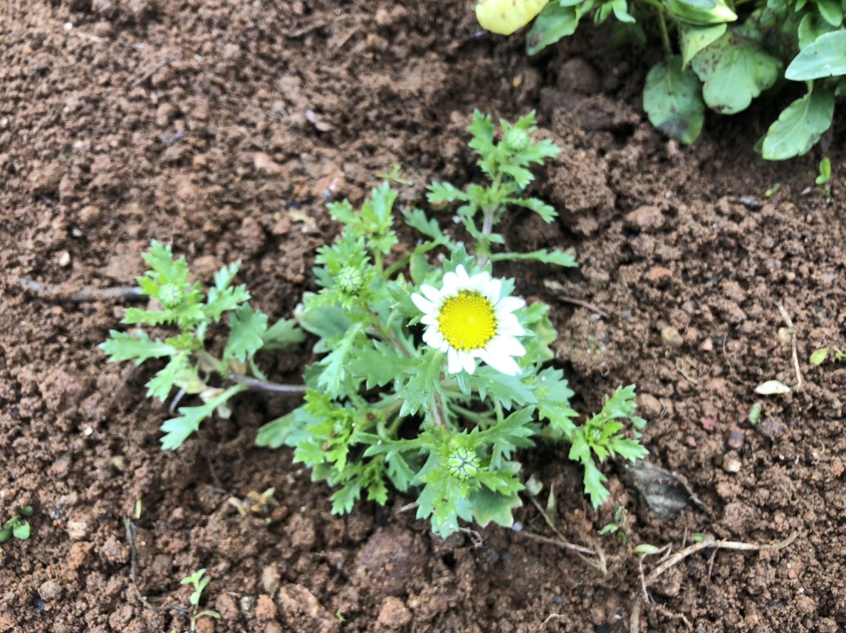 あっかんべー花 学校法人 松本学園